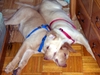 Puppies and Florida Trip 2006 113.jpg